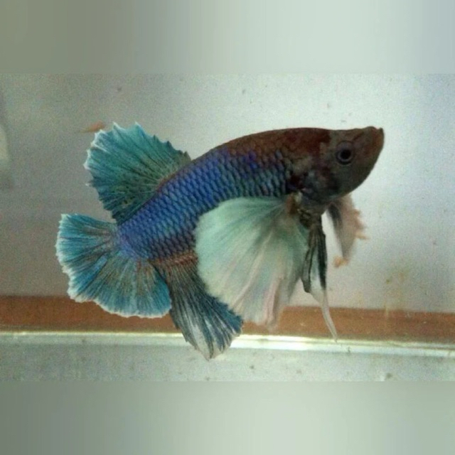 [COD] cupang plakat dumbo ear