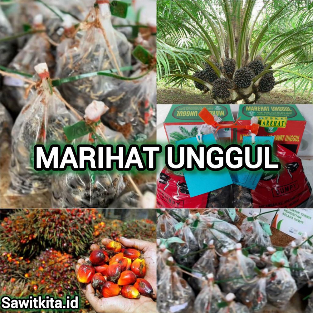 benih bibit kelapa sawit marihat berkualitas