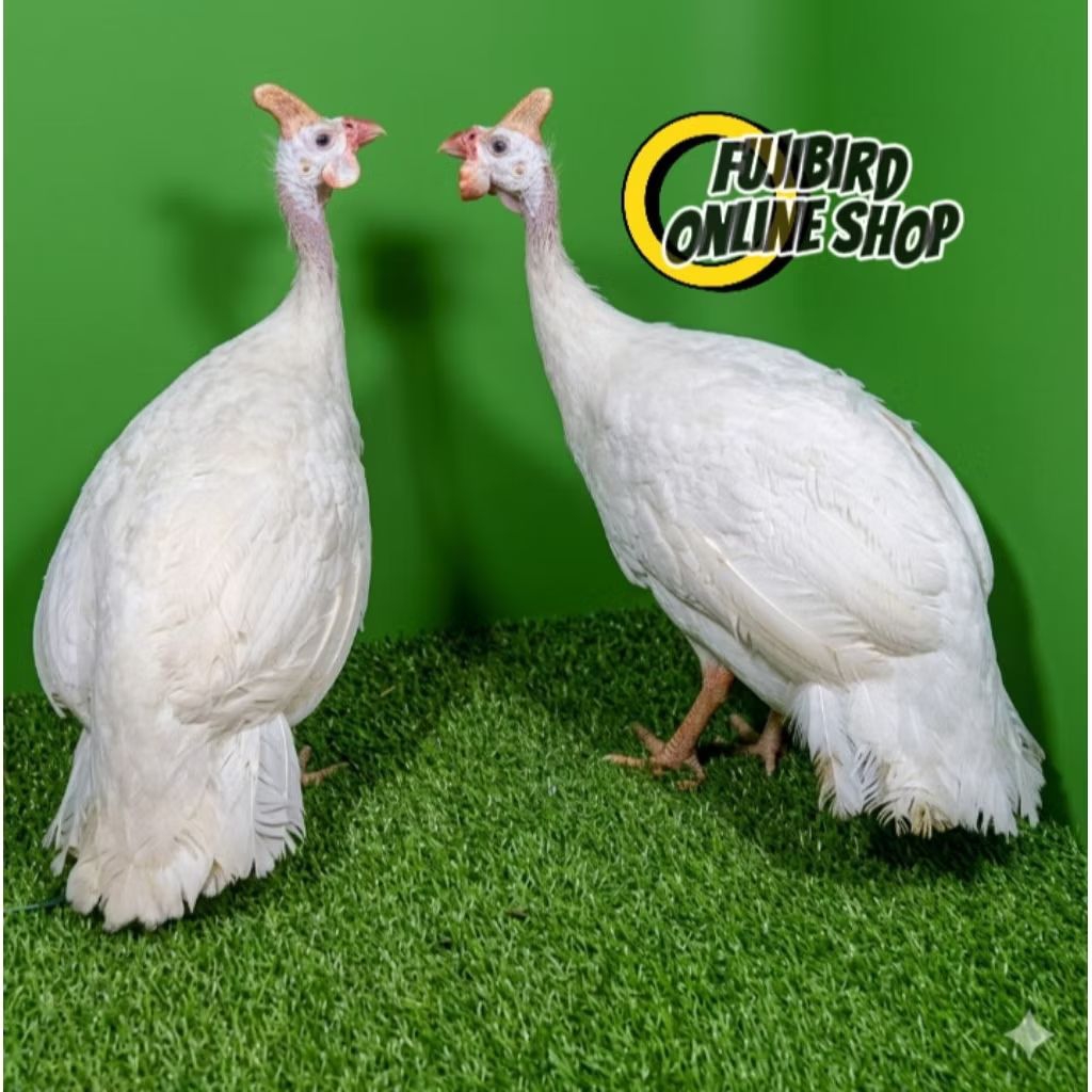 AYAM MUTIARA DEWASA SEPASANG PILIHAN AVIARY