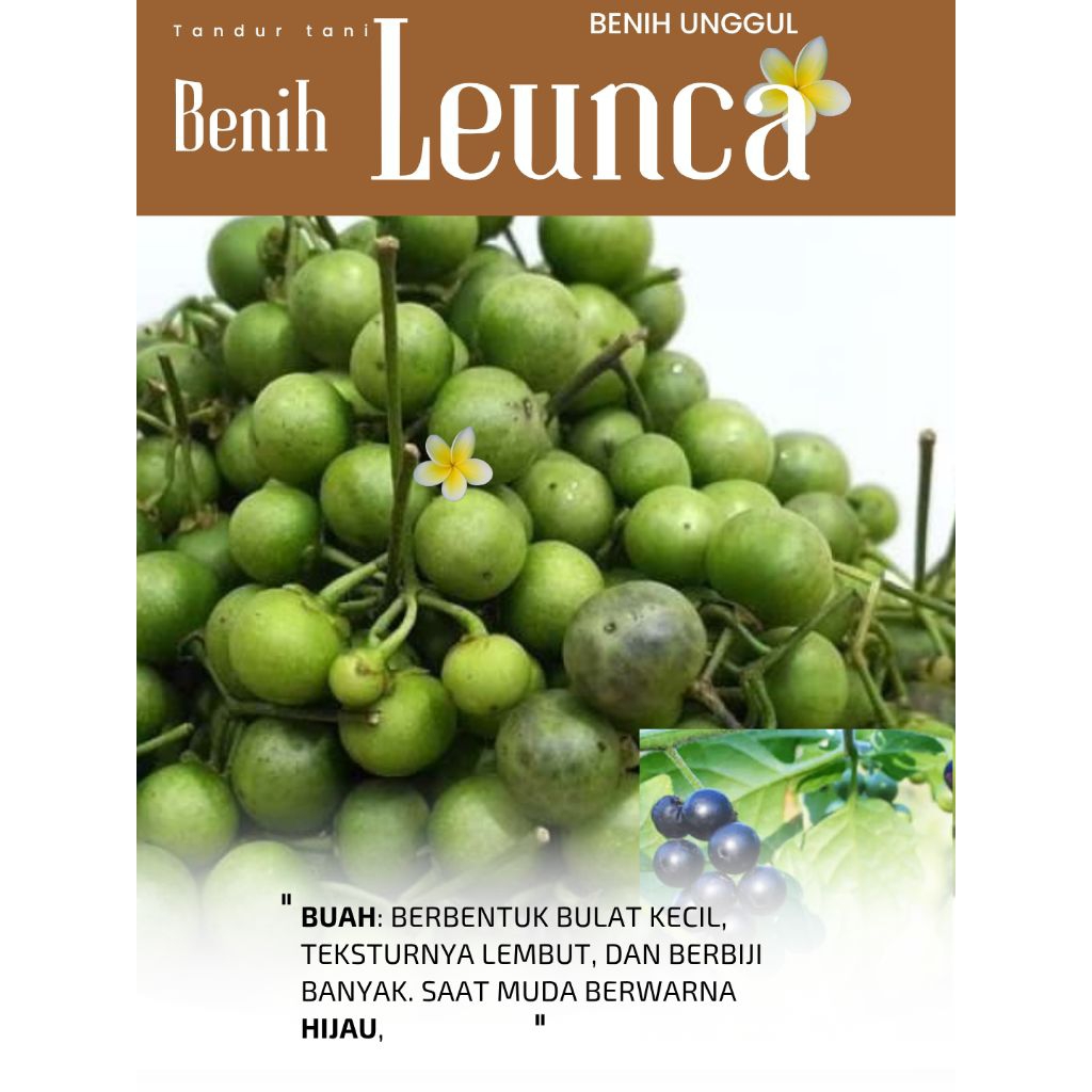 Tandur tani 1000 Butir Benih Leunca unggul Leunca lalap