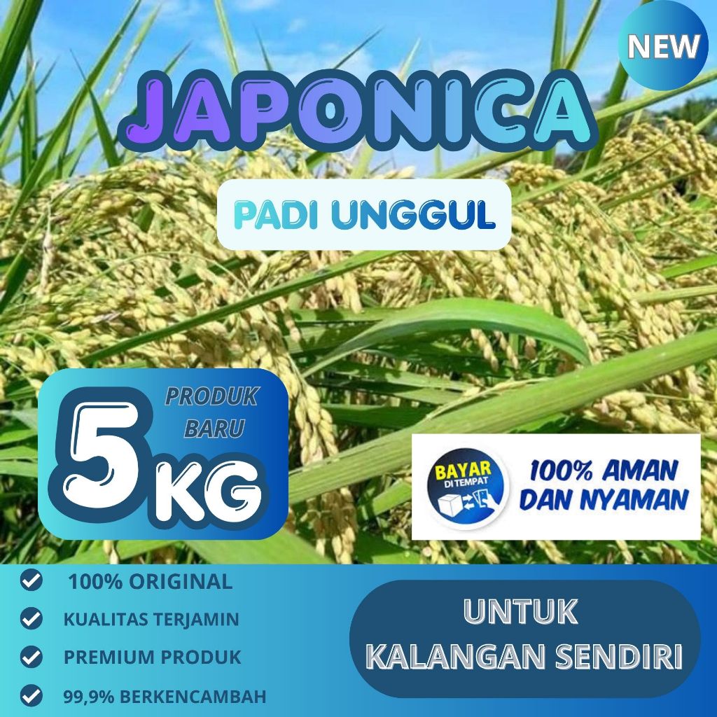 BENIH PADI JAPONICA KOSHIHIKARI KEMASAN 5KG ORIGINAL BIBIT PADI JAPONICA UNGGUL