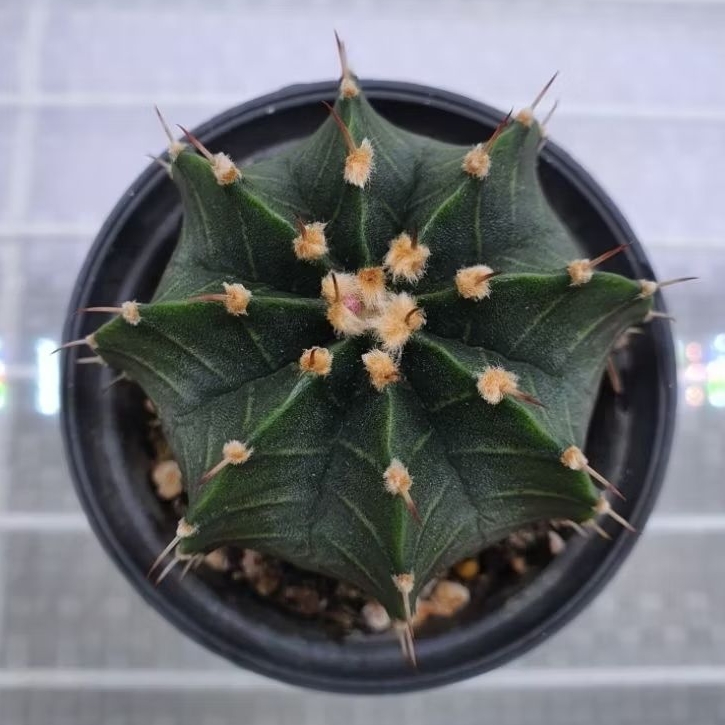 Kaktus Gymno indukan single spine (Gymnocalycium mihanovichii)