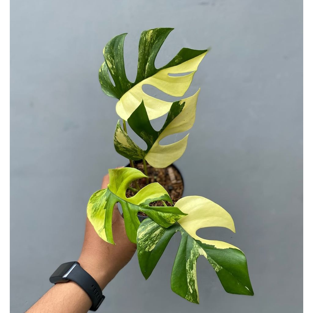 NEW Raphidopora tetrasperma aurea variegata (bibit bonggol) murah