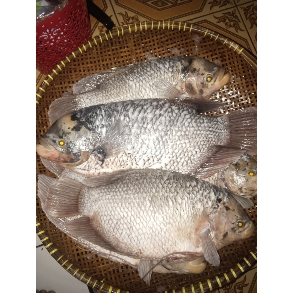 ikan gurame hidup 1kg