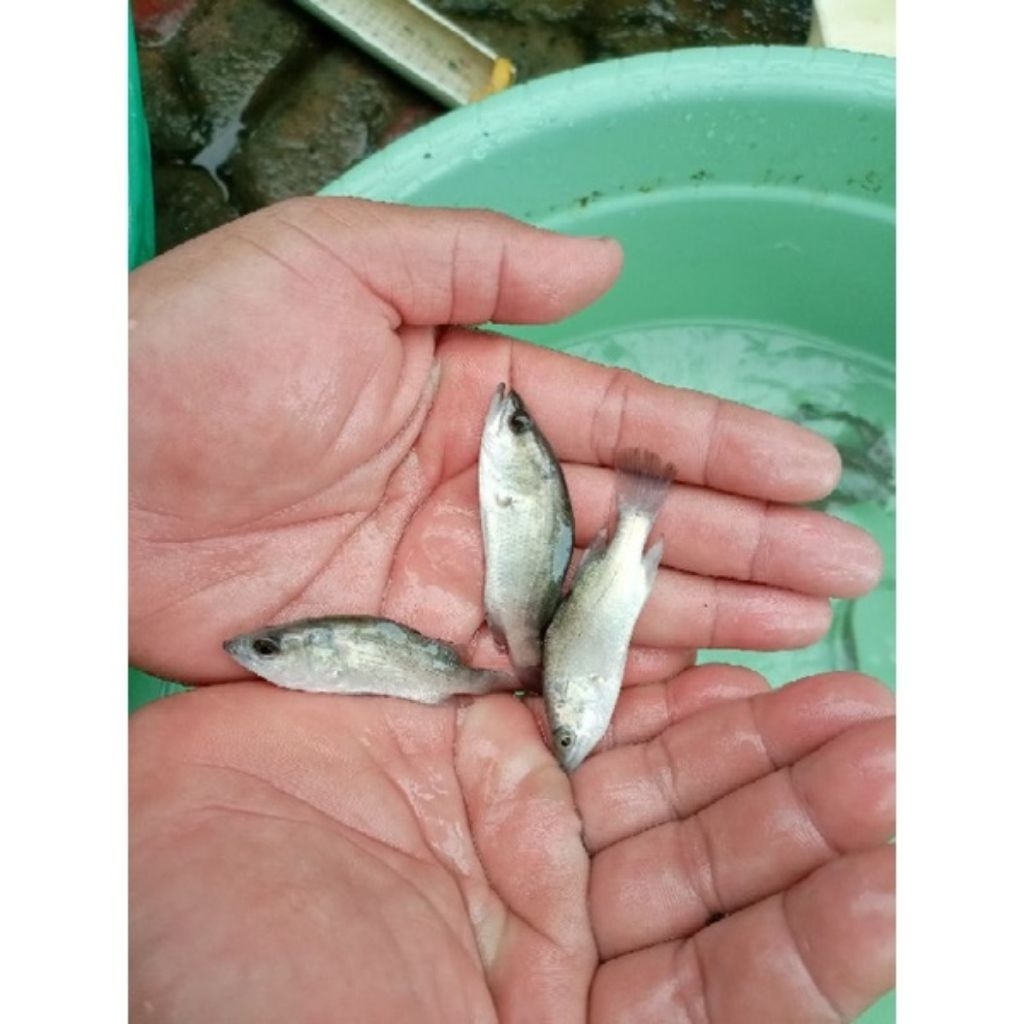 bibit ikan kakap putih air tawar(khusus pengiriman instan cod)