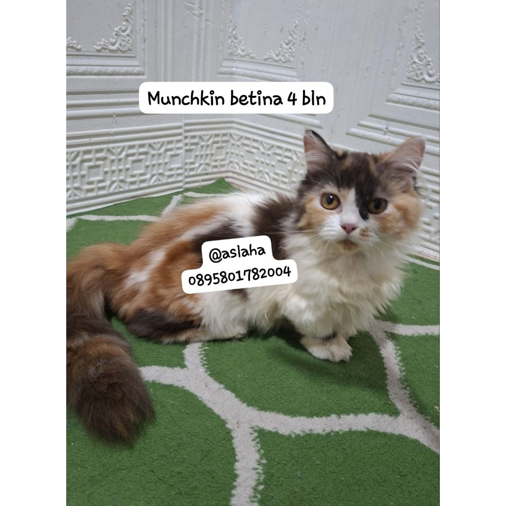 munchkin betina/kucing cebol betina/kucung kaki pendek betina/kucung munchkin betina