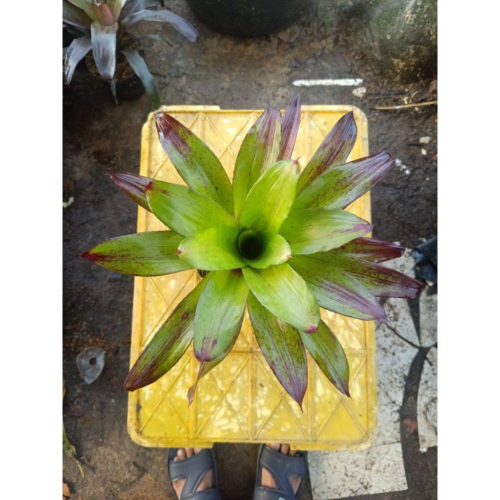 Bromelia Manila Black