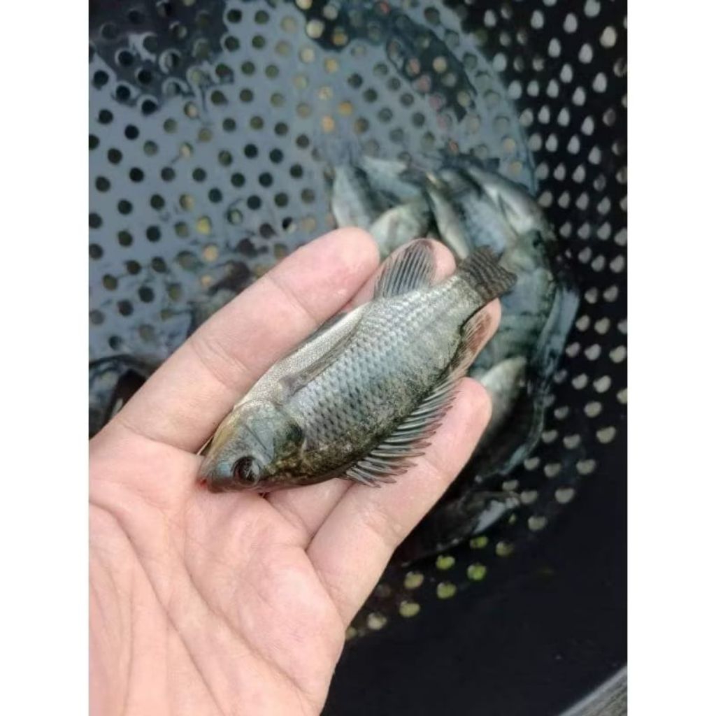 Bibit Ikan Nila Nirwana Hitam Size 2 Jari Benih Ikan Mujaer Mujair Ukuran 2 Jari