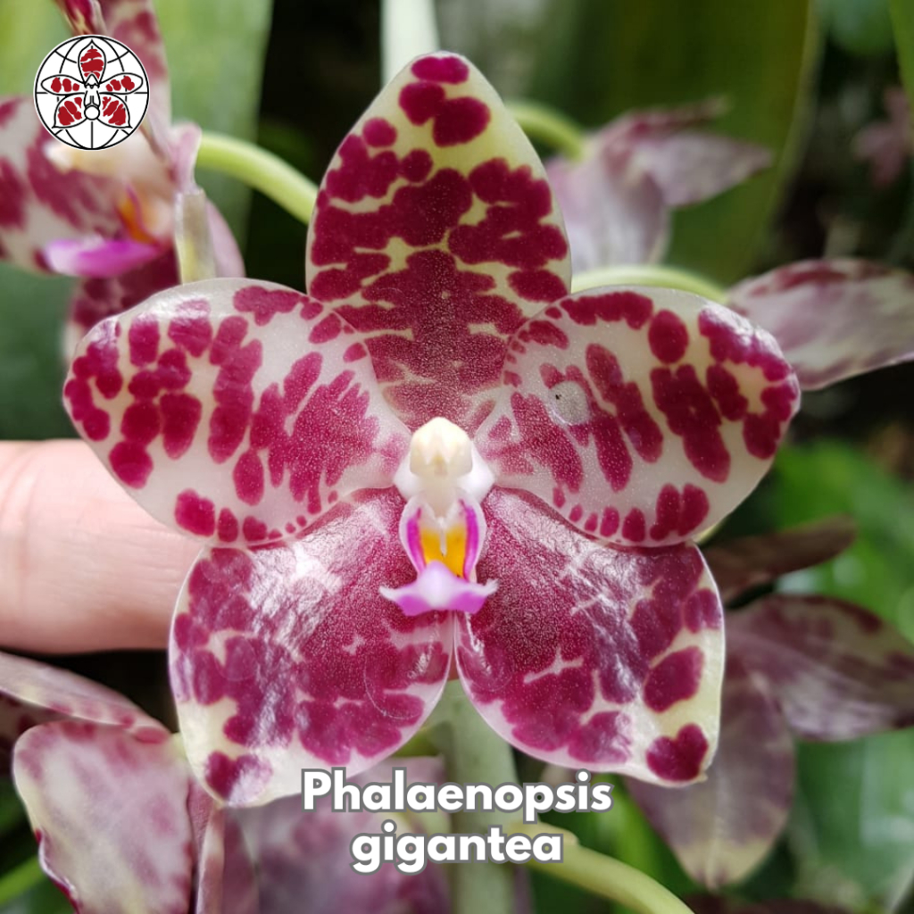 Anggrek Phalaenopsis Gigantea Dewasa