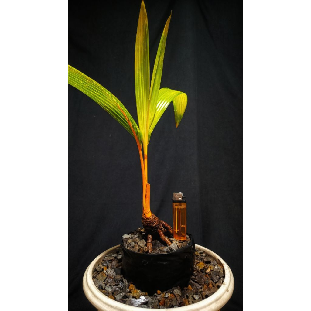 BONSAI KELAPA GADING OREN