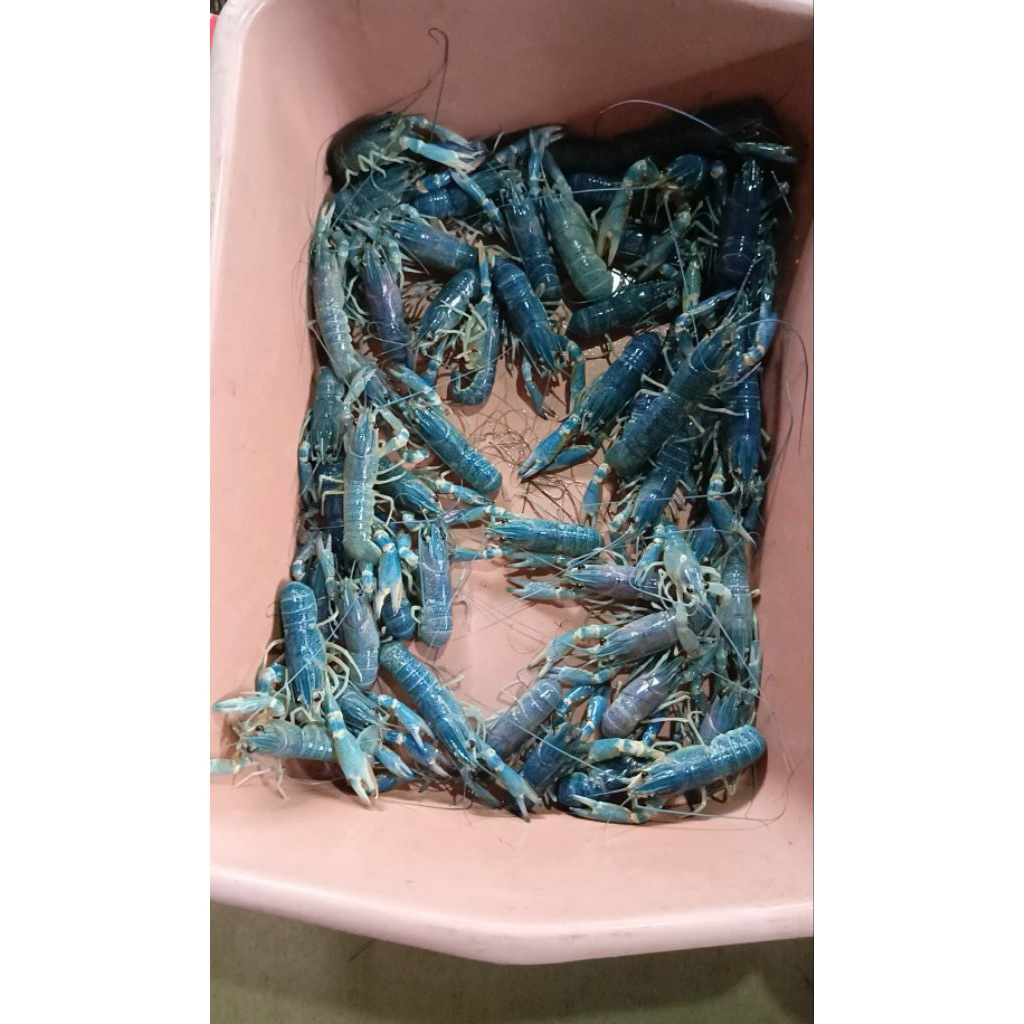Benih bibit anakan lobster red claw 3 inch