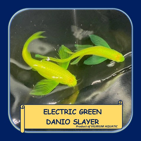 IKAN HIAS AIR TAWAR - DANIO SLAYER ELECTRIC GREEN / ELECTRIC GREEN DANIO SLAYER / ZEBRA SLAYER ELECT