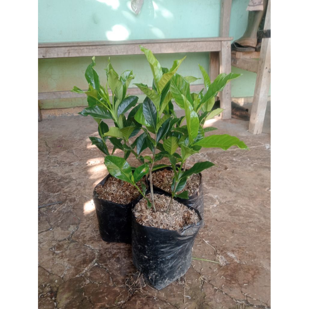 Tanaman hias Gardenia