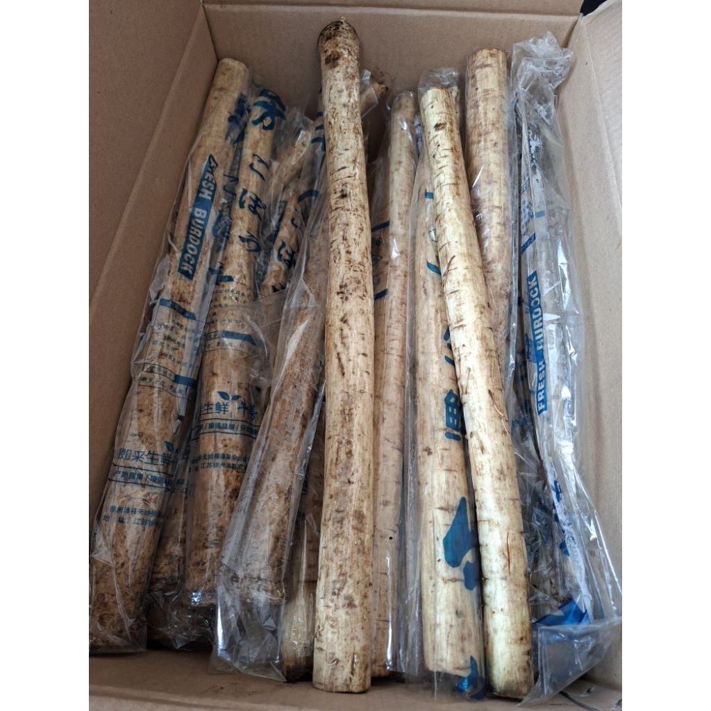 akar gobo burdock | ketela jepang burdock root | pcs