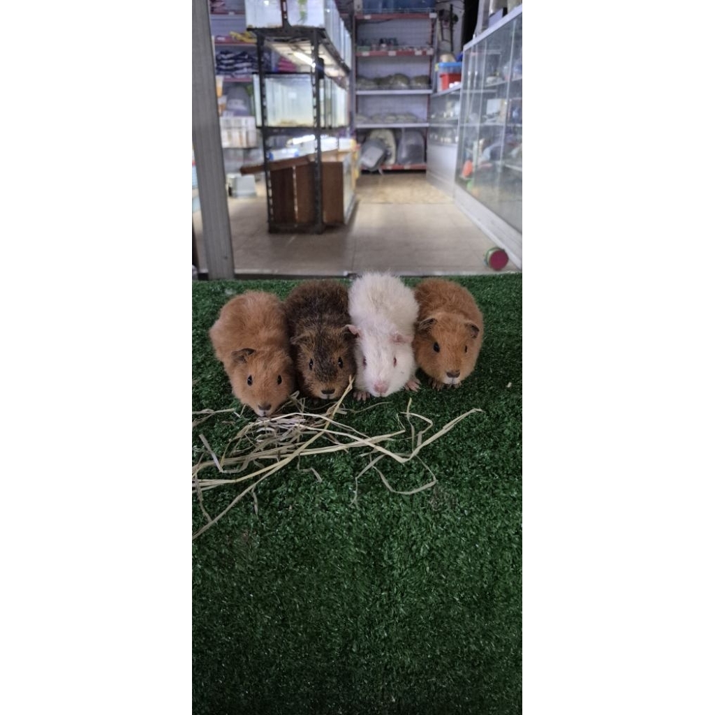 guinea pig jenis teddy adalah marmut yg memiliki bulu yang keriting/berintik berbeda dari jenis marm