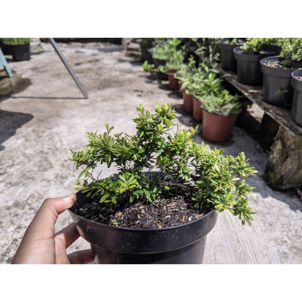 Bahan bonsai saeng simbur micro varigata vietnam