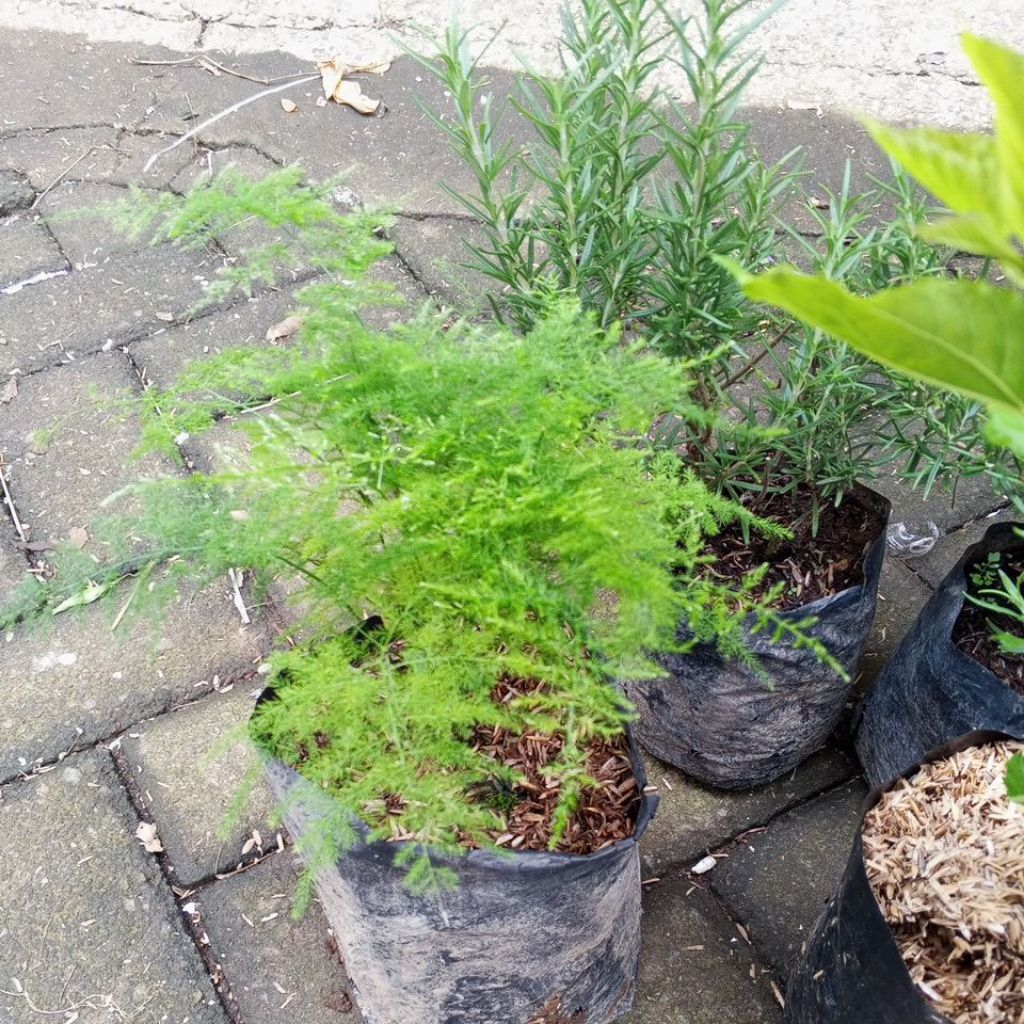 Bibit Asparagus