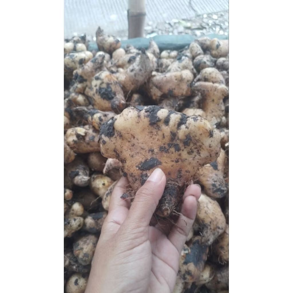 gembili umbi gembili gembili ketan pulend enak makanan jadul