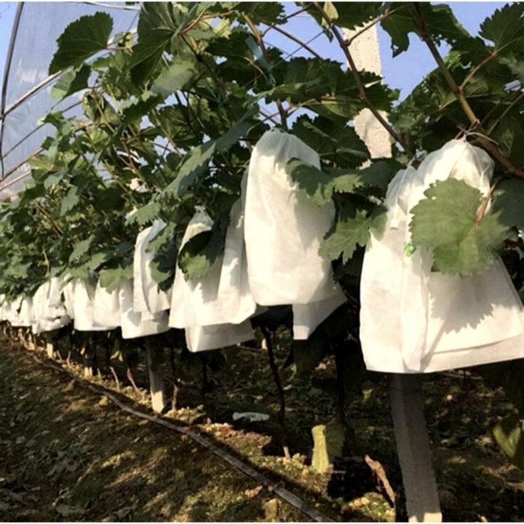 brongsong//brongsong kelengkeng//brongsong buah/brongsong polos/brongsong motif besar kecil