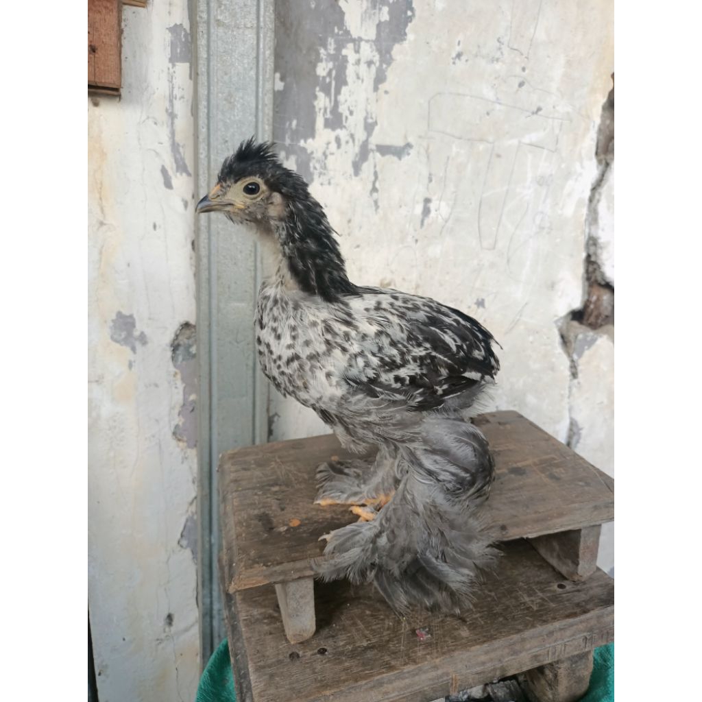 indukan ayam Brahma  ORI