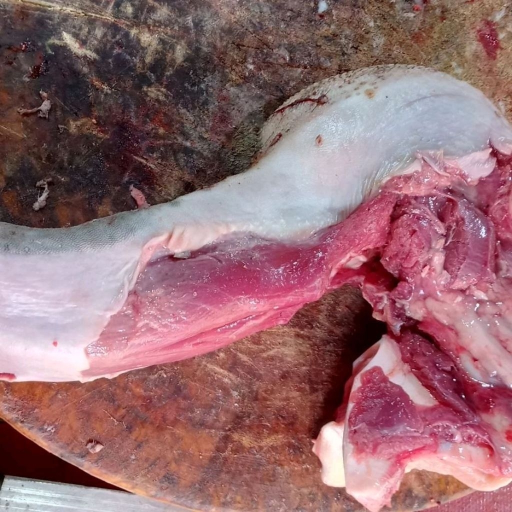 Lidah Sapi Lokal Fresh