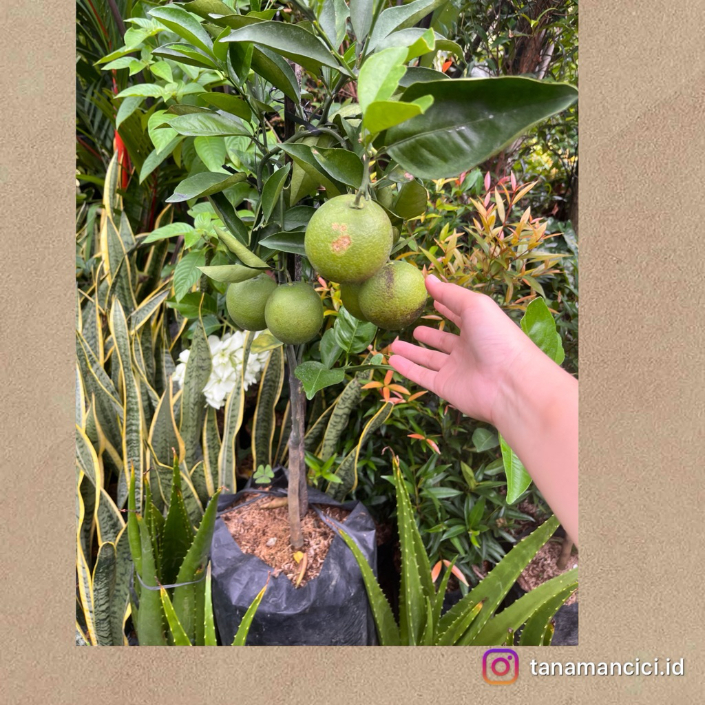 bibit pohon buah jeruk sunkist manis berbuah real pict Ready Surabaya barat