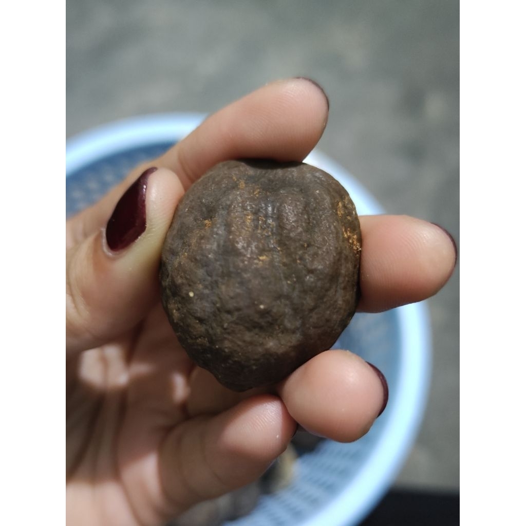 Muncang Adu Jalim Batok Tebal Beli 3 Gratis 1