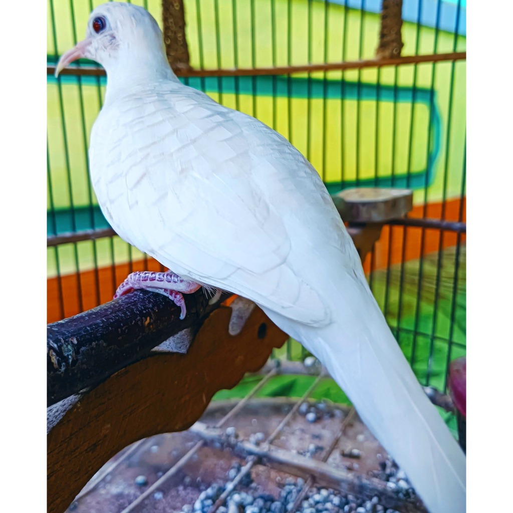 Burung Perkutut Putih Lurik Mata Merah Gacor Suara Besar Merdu SUPER KUNG 