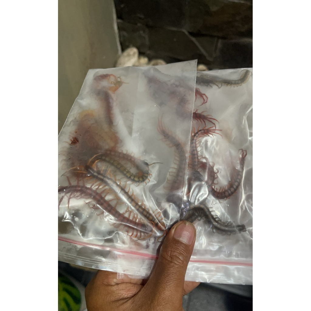 Kelabang Frozen Beku Pakan Arwana