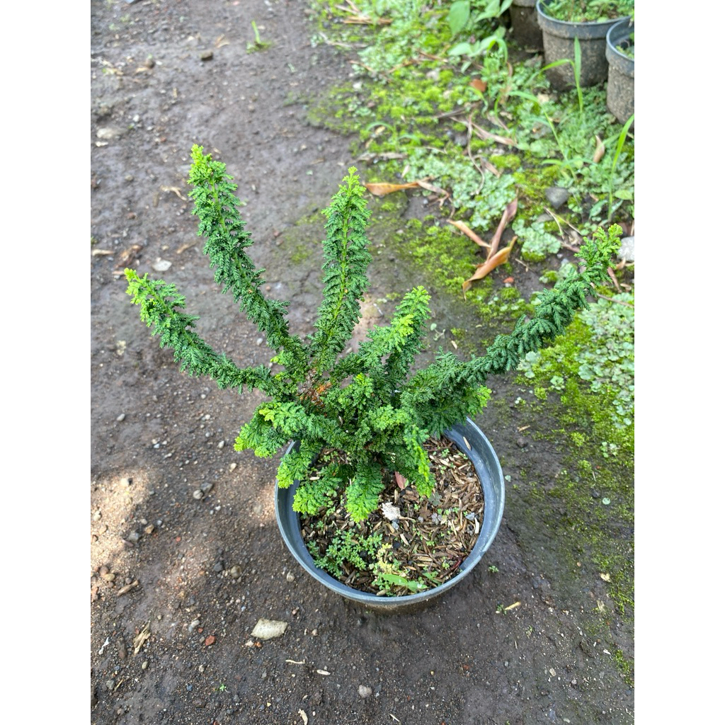 Bibit Bonsai Cemara Sekka Inoki / Sekka Hinoki