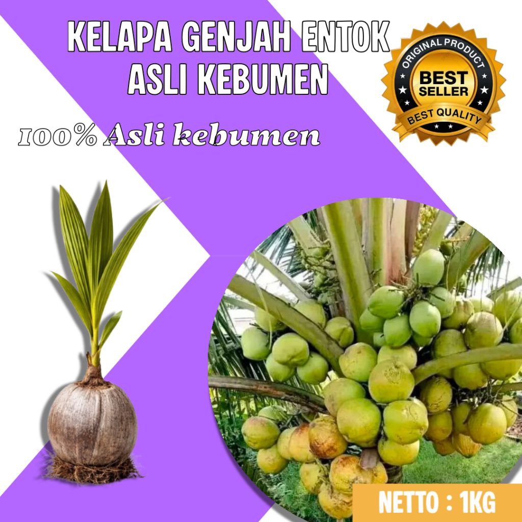TERPERCAYA !! Pohon Kelapa Pendek Terbaik, Pohon Kelapa Pendek Terdekat, Pohon Kelapa Pendek Unggul
