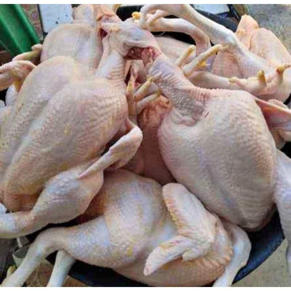 Ayam Potong Segar 1,8kg - Ayam Potong