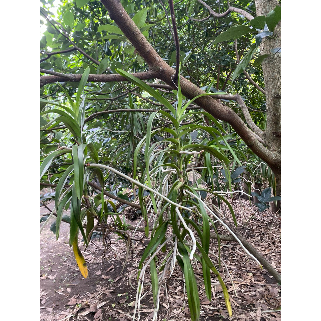 vanda plant jumbo