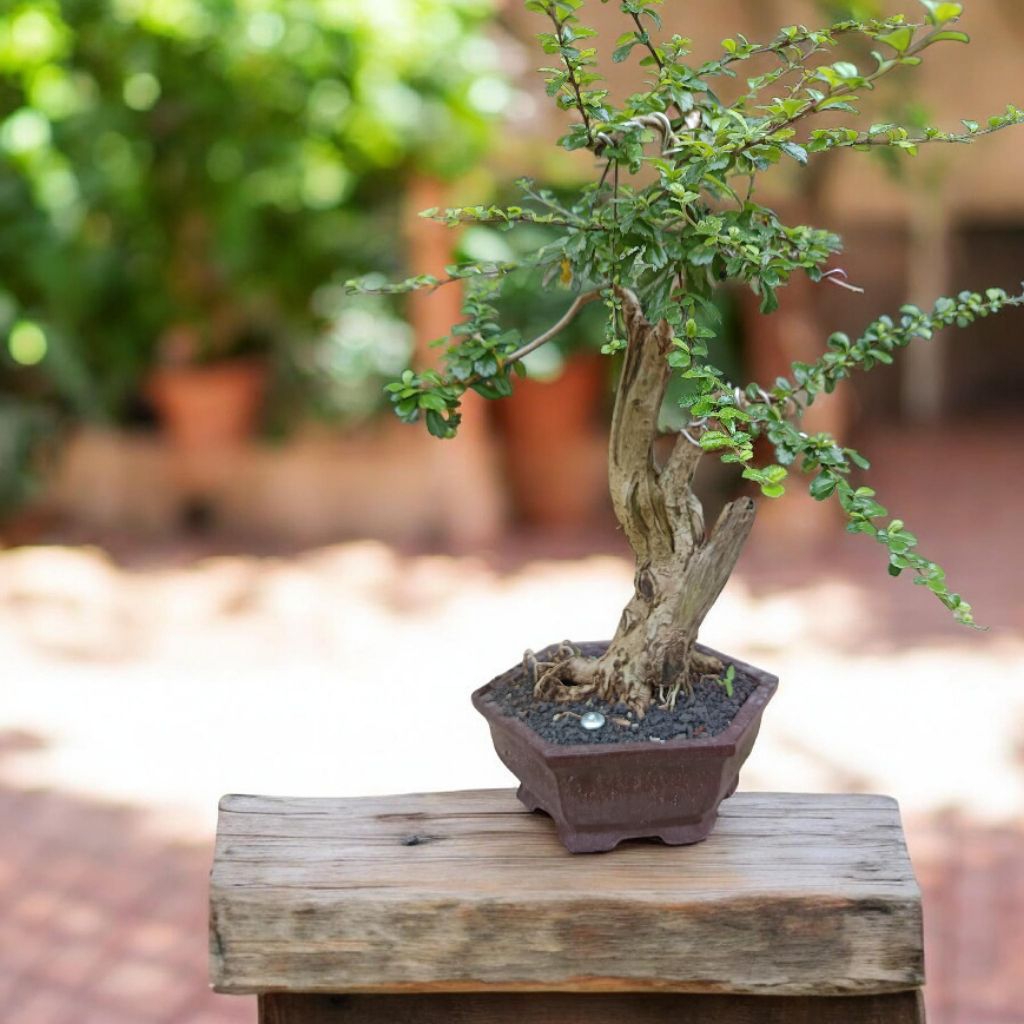 bonsai hokiantea