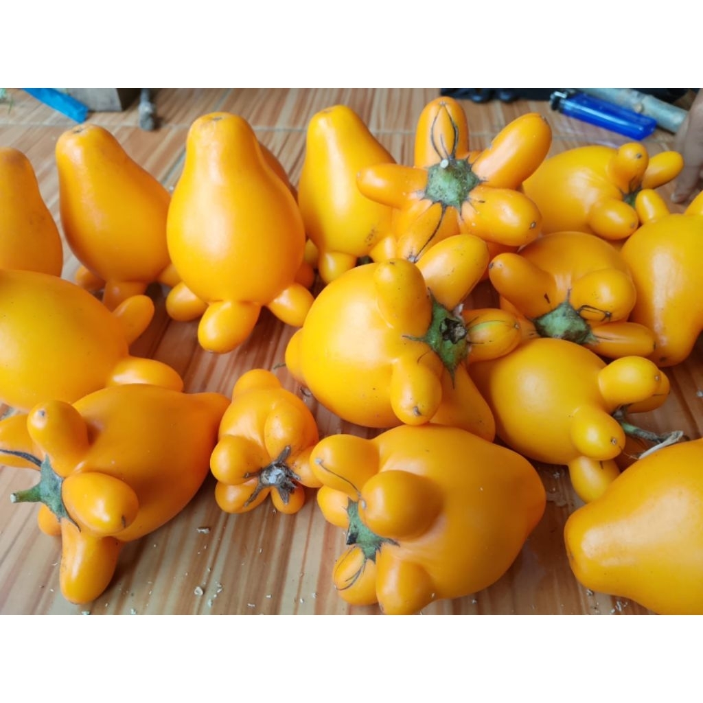 Terong susu panda/terong sumatra/terong hias langsung siapkirim per 1 buah