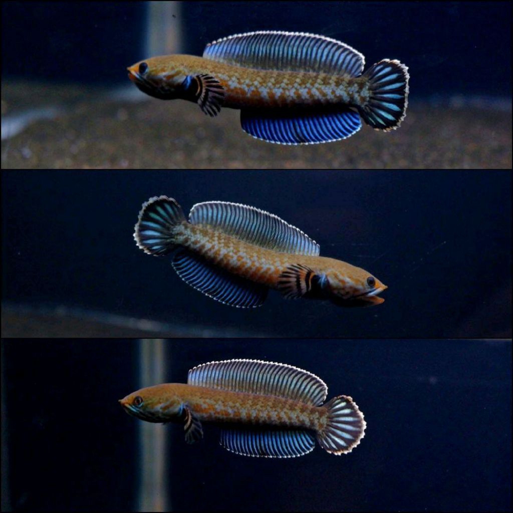 channa andrao gondrong 5-7cm berkualitas