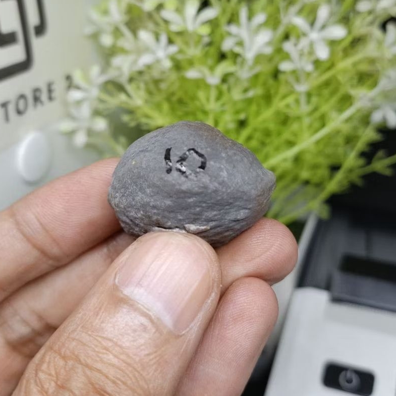 Muncang Adu Yanti Denpom Jr kode 10