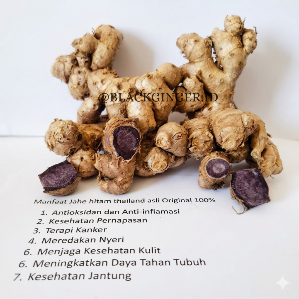 Rimpang jahe Hitam Asli 250Gram - Jahe hitam asli - Jahe hitam thailand - Black ginger - Obat Jantun