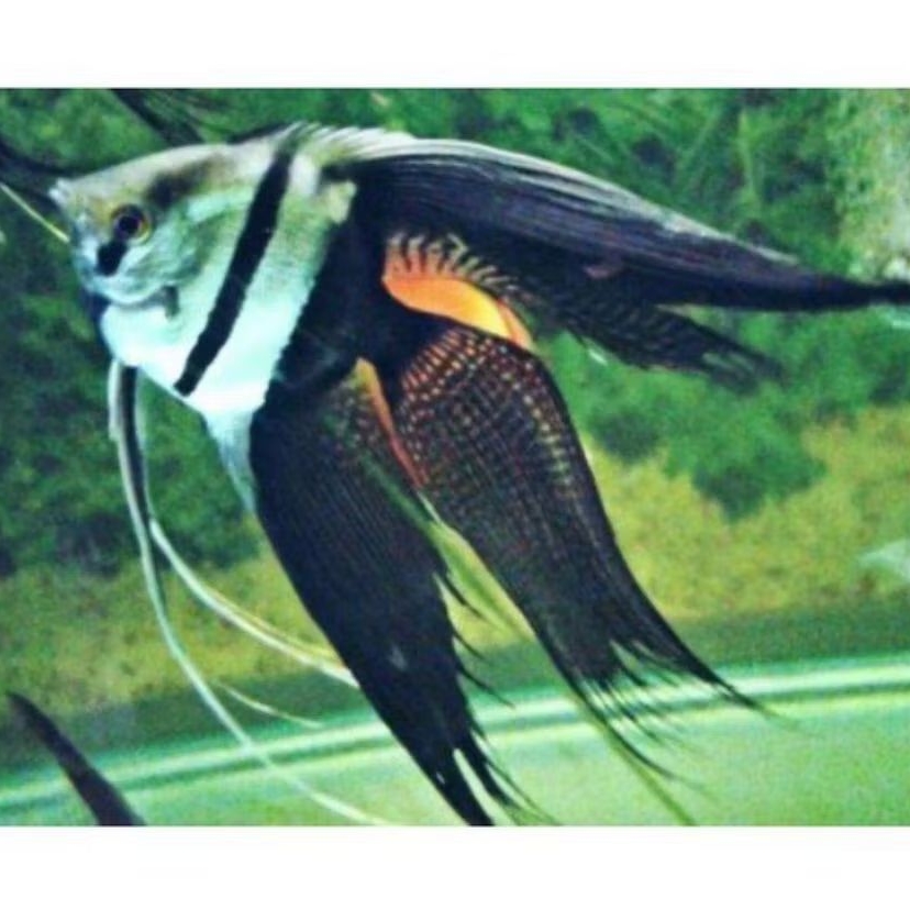 Manfish Black White Slayer/ BW Slayer 2.5 3 cm Sehat dan Berkualitas