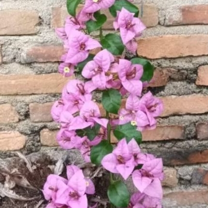 Bougenville baby sakura