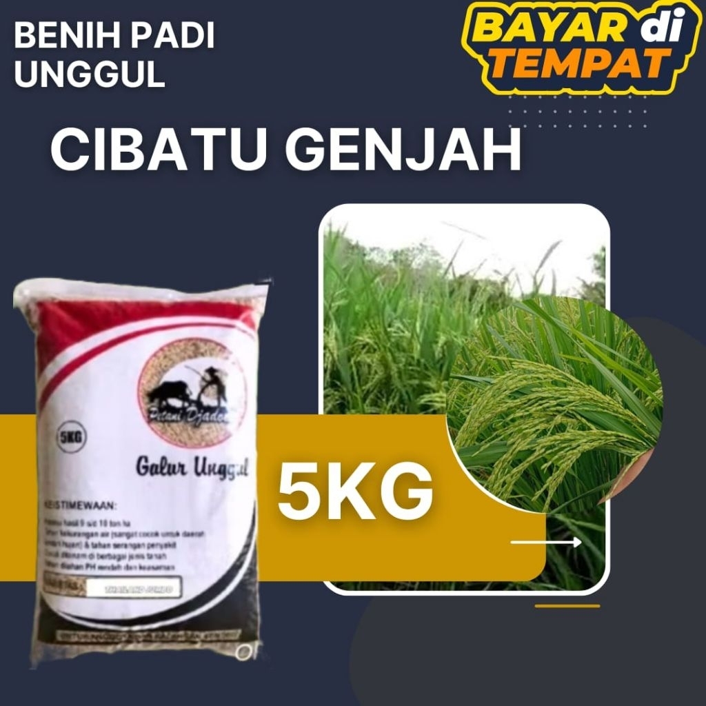 BENIH PADI UNGGUL CIBATU GENJAH KEMASAN 5KG