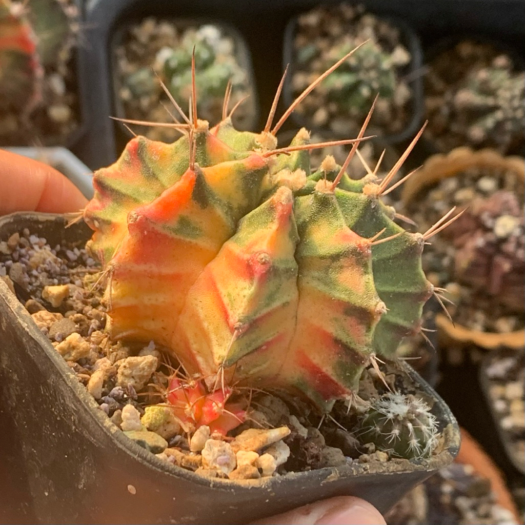 Gymno Miha lb Hybrid Var ( kaktus gymnocalycium mihanovichii varigata kaktus belajar tanaman hias hi