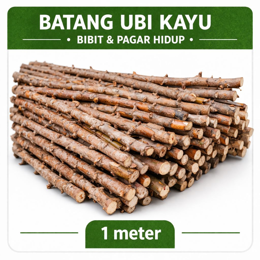 Batang Ubi Kayu 1 Meter – Bibit & Pagar Hidup