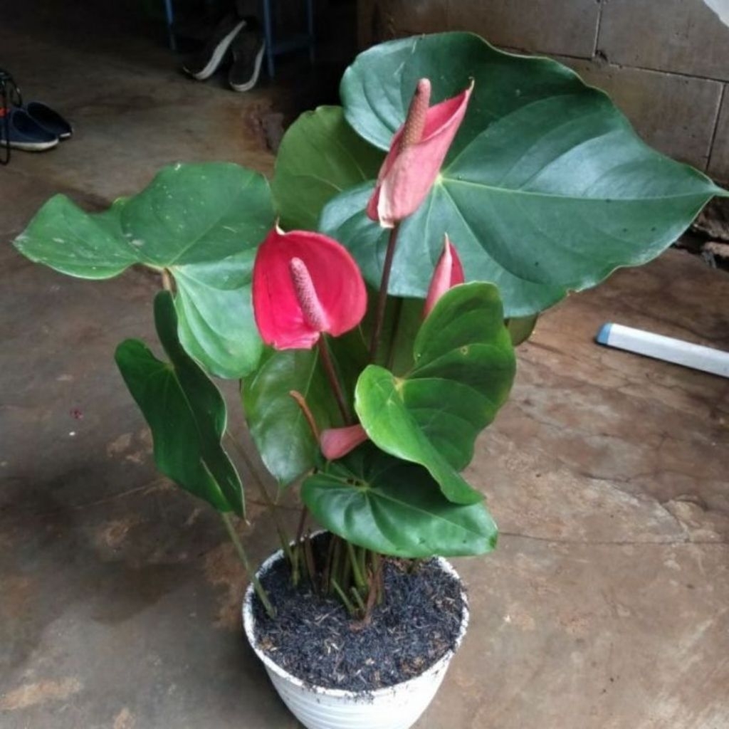 Tanaman hias anthurium bunga merah - anthurium daun besar  - tanamaan aquascape