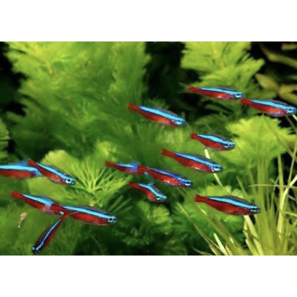 Ikan Hias - Cardinal Tetra