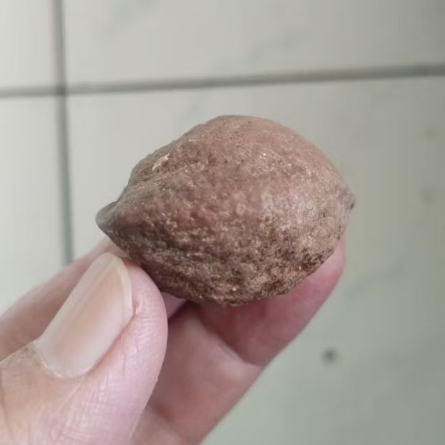 Kemiri Adu Muncang Adu Yanti Arum Ori Urgen Tua Jatuhan