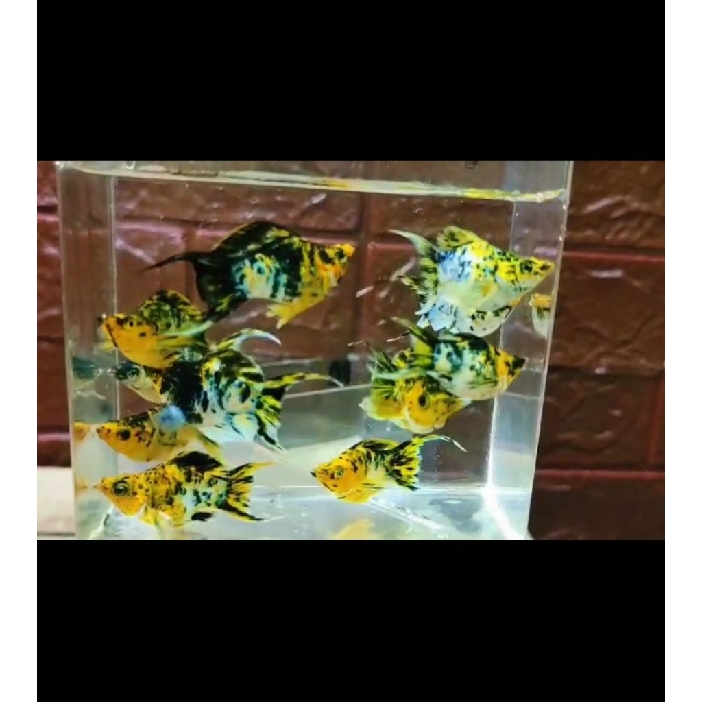 molly balon multicolor cawang indukan