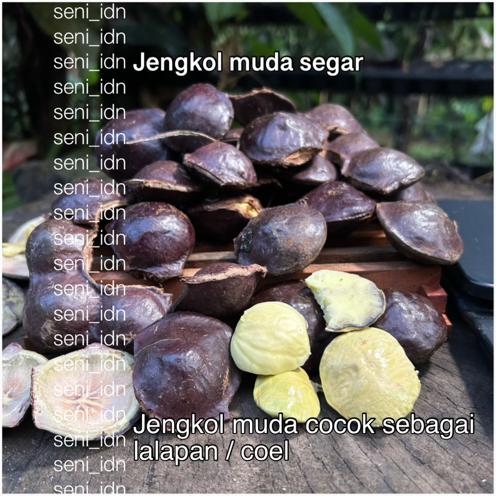 Jengkol muda segar / jengkol muda lalapan / jengkol coel