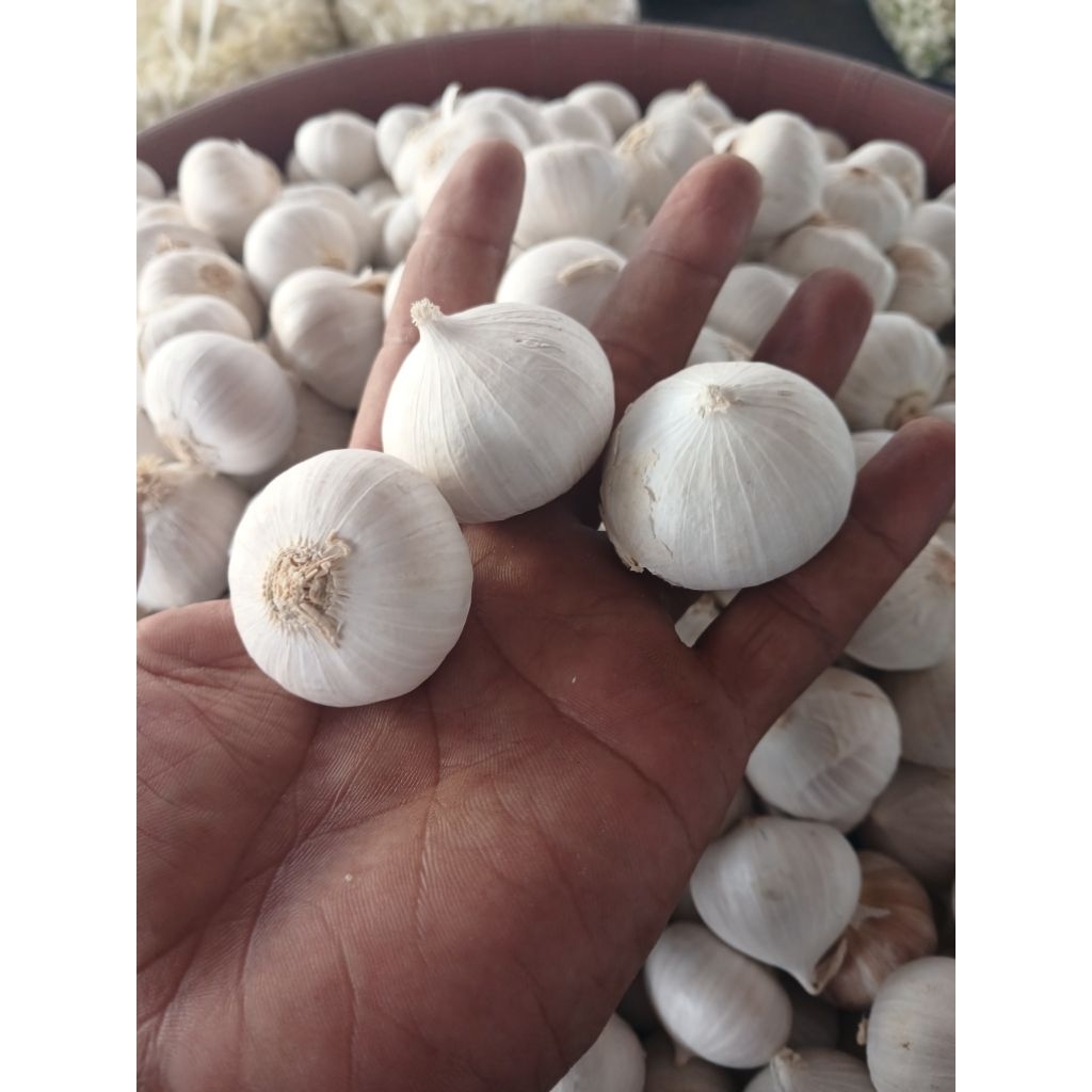 bawang putih tunggal bawang lanang ukuran besar super cantik per kg