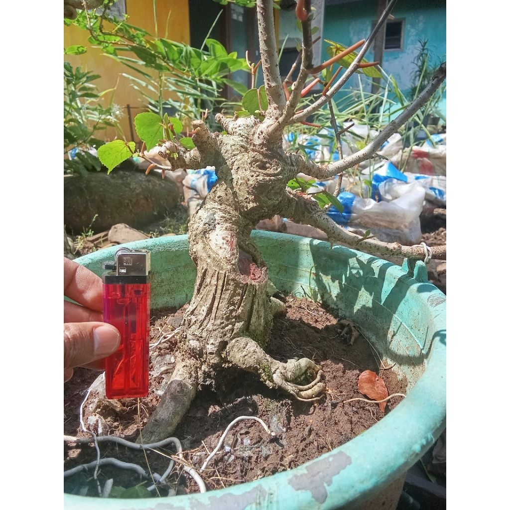 bonsai waru india